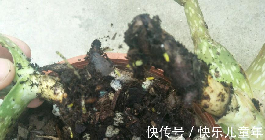 知道什么情况该换土,如何换土,才是养花人该具备的基本素质