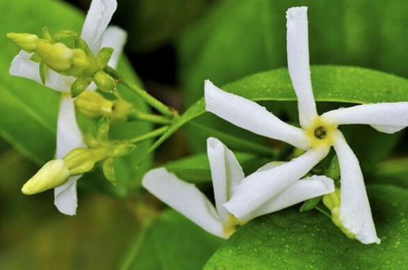几款花朵,花期长易成活,常年开花不断,观赏性强,芳香满阳台
