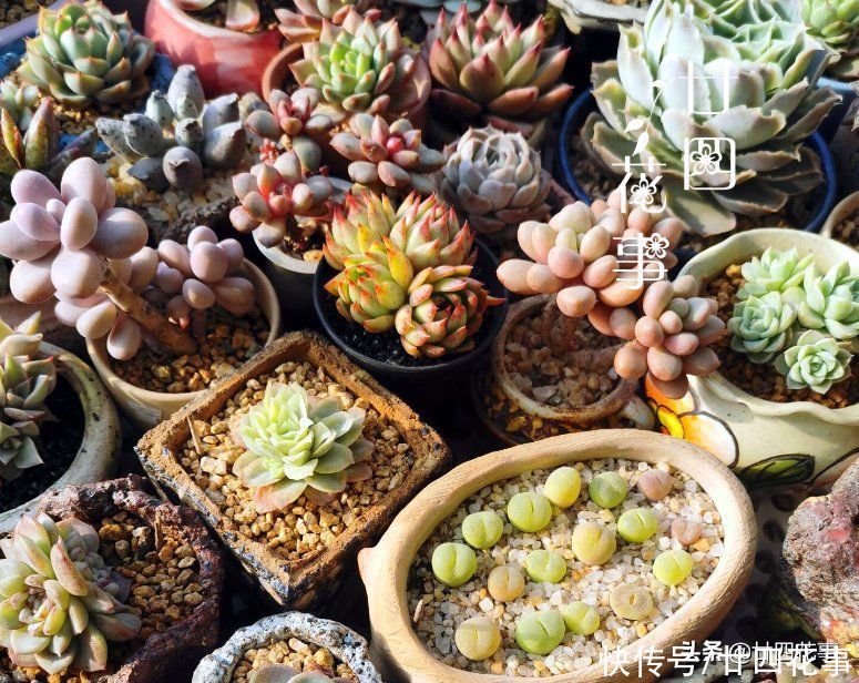 新手养多肉，记住3句“口诀”，枝粗叶胖，状态美