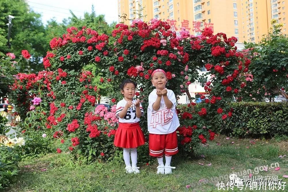 五月天|人间五月天，月季花开幸福城