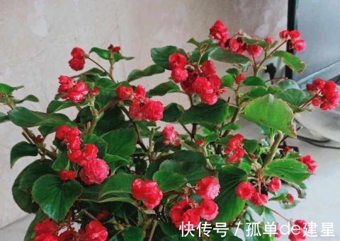 长势|这3种花别喷水,很容易烂叶,管住手长势好!