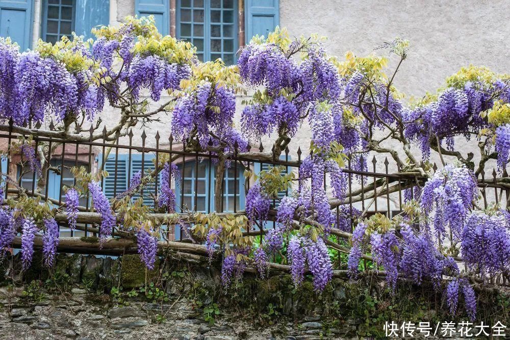枝条|冬剪开始了,月季看见这种枝,就要赶紧剪