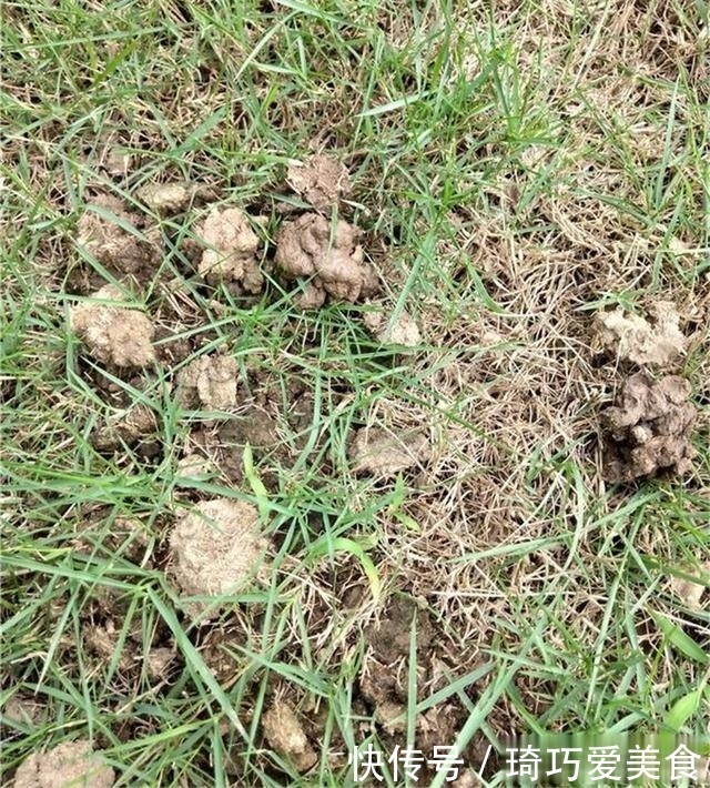 君子兰肥足长得壮，4种“肥水”轮着浇，10枝花箭一起蹿出来