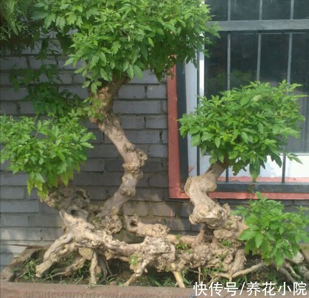 外面遇到3种树,适合做成盆景观,古朴苍劲观赏性强