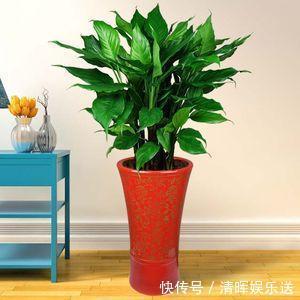 观赏价值|“嗜水如命”的5种花,全靠水续命,停水就枯萎!新手尤其要注意