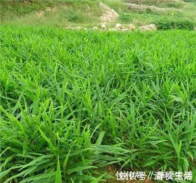 黄姜|农村山上一种“黄金”农村人都不吃,城里人稀罕的很