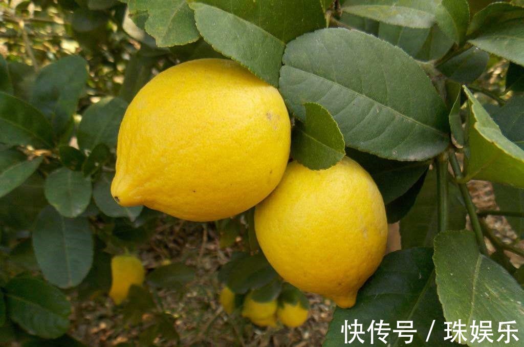 阳台别只种花草,试试种盆栽果树,养护简单易结果,想吃随手摘