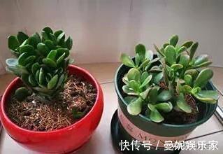 花盆|花盆里有小虫子，只需4个小方法，不用喷药，一只不剩，干干净净