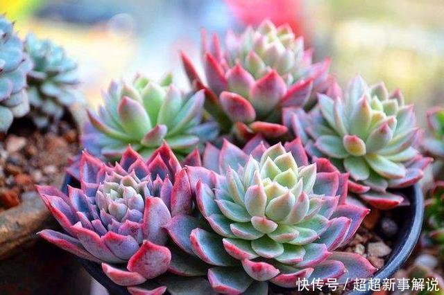 品种|史上最全的莲座状多肉植物大全(上)