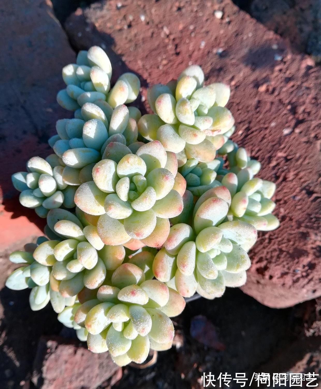 多肉劳尔是“爆盆高手”，土里加缓释肥，侧芽一直长，花盆放不下