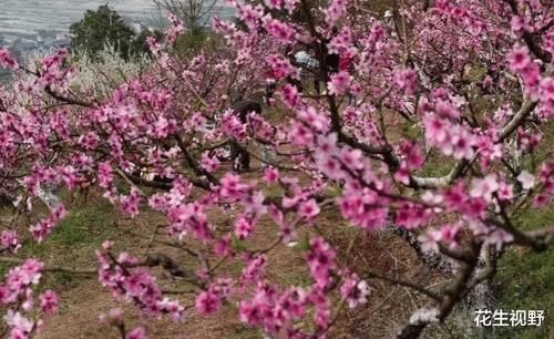 潼南桃花最佳观赏期，盛开如同“十里桃花”，美不胜收