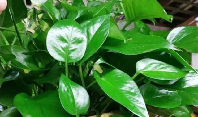 2种“废水”家家有，处理之后来浇花，根粗叶绿，半年不用施肥