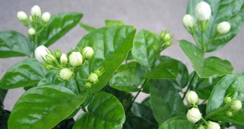 茉莉修剪专挑出头枝，抓住机会，一个月后还能有花赏！