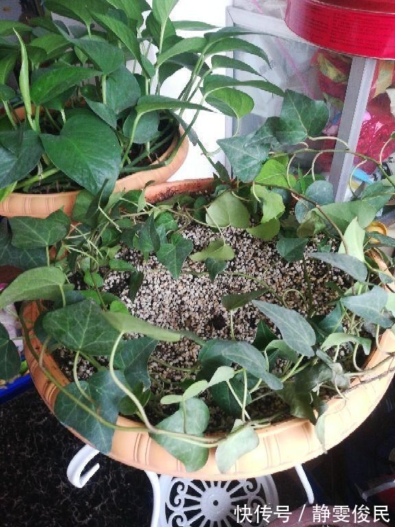 板结|土里加点酸酸水，盆土软得像发糕，养花透气不烂根