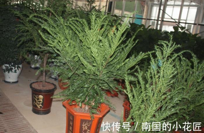 观赏价值|养殖红豆杉，作为园丁，该怎么让盆栽长得好看？