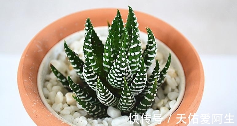 多肉|这5种十二卷属多肉养护简单,盆栽不易黑腐烂根,值得新人入坑