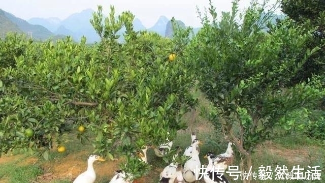 房产证|农村房屋产权证如何办理,农村房屋可以出售吗来看看吧