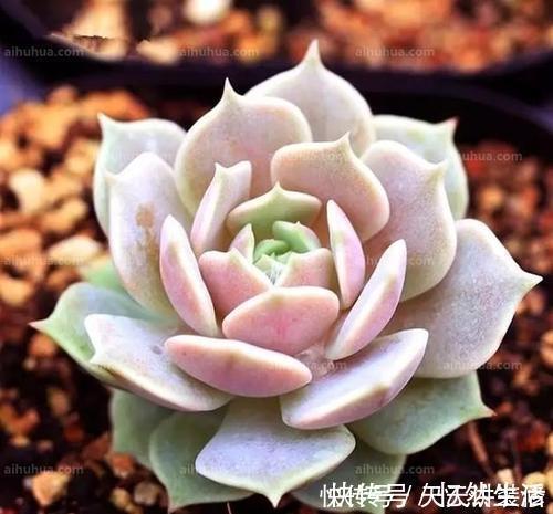 养护|“混血”多肉美极了,皮实颜值高,养护更简单,养几棵真过瘾