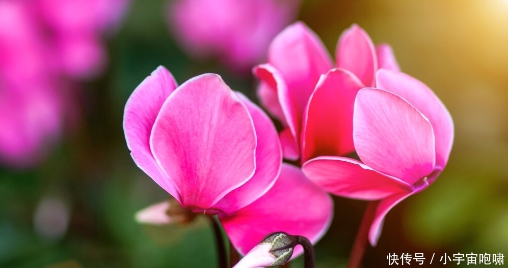 冬天最容易养的六种花,现在正开花,花大又艳,邻居串门直夸好看