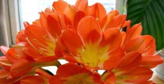 花匠严肃的说, 给君子兰这样洗个澡, 花苞蹭蹭长, 1年开花好几次!