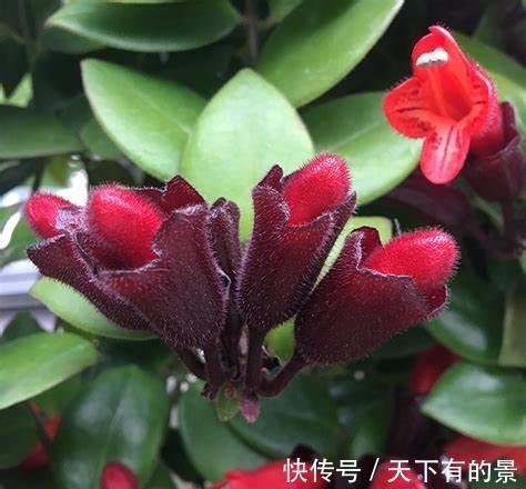 养花试试这几款,花朵上覆盖着厚厚的金色花瓣,又圆又满