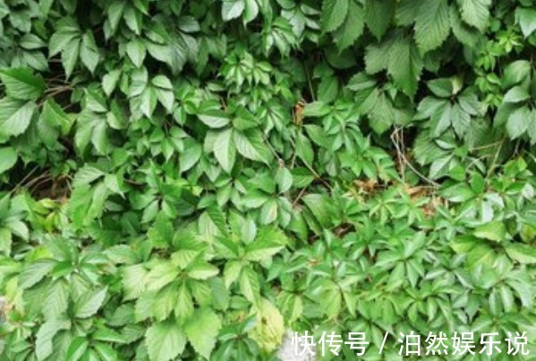 艾疚|80岁老奶奶每天用一份艾草,4大好处让人惊喜,早知早受益