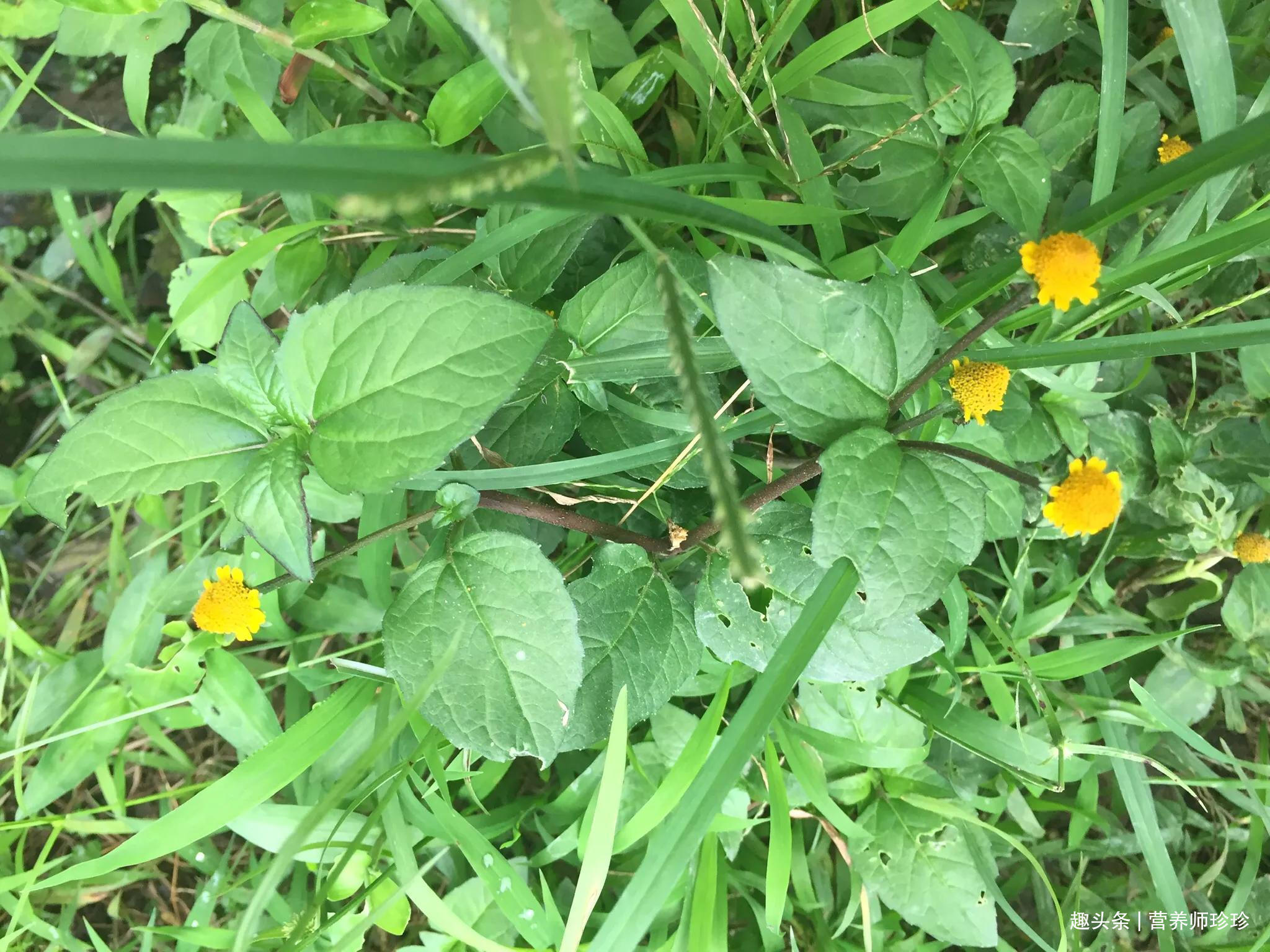扭扣|老屋旁的金扭扣,人称“止痛草”,若家乡有,不要再当杂草了