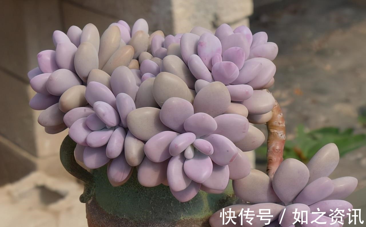 夏天养多肉,防晒并不是最重要的,做好这4件事就能少收空盆