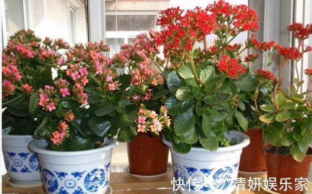 浇水|夏天32度，长寿花进入休眠期，这个“动作”别做，安全度过休眠期