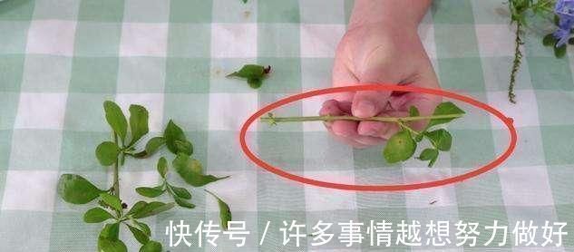 三角梅|5种花开完后,剪下的枝条不要扔,活性高适合扦插,一插一大盆