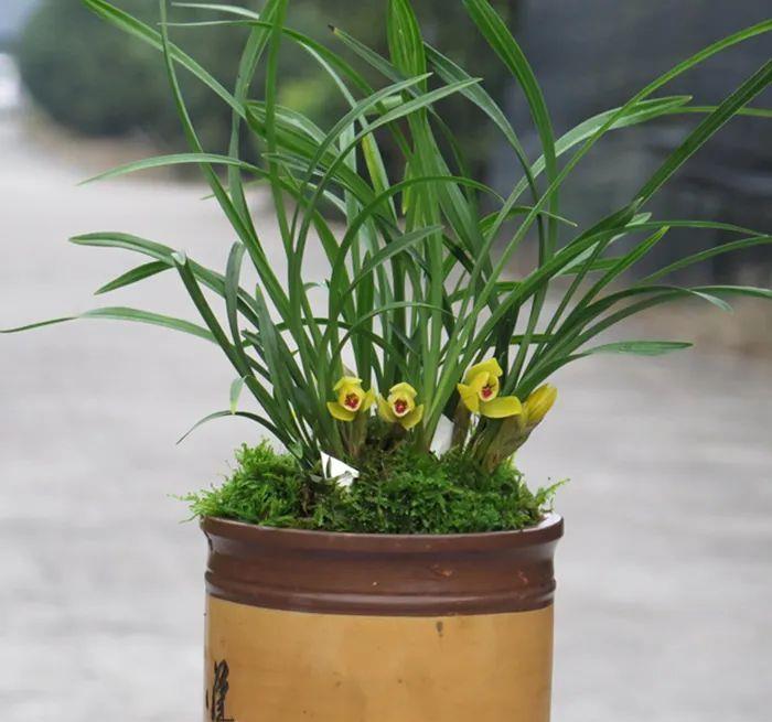 曾经天价的8种兰花,如今跌落神坛,普通人也买得起