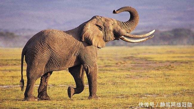 遗址|金沙遗址出土象牙,专家研究后说:当时大象和现代大象不太一样