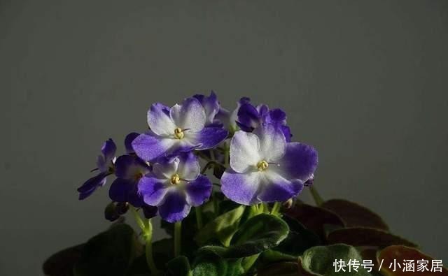  赏心悦目|这6种花四季开花，家里天天有花，赏心悦目