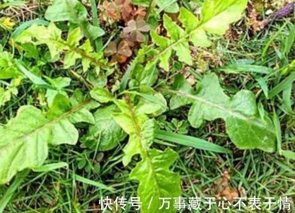 野花野草|农村此种蒲公英，人称“石灰菜”，价值珍贵，对女性很有好处！