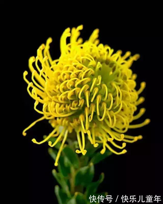 花园里最好养的15种多年生植物,非常适合新手,你家有吗