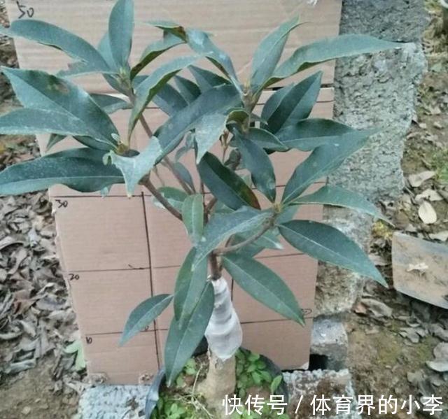 这2种花你确定不养吗,随便都能扦插繁殖,越养越多还能卖