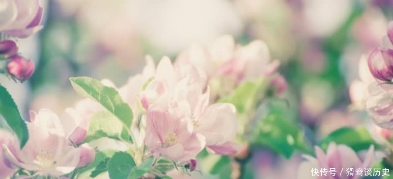 败笔|李清照的这首《残花》,被很多认为是败笔,虽然有瑕疵但同样经典