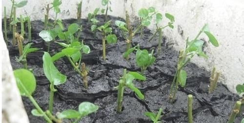 茉莉花有“3怕”，不知情的话，就会黄叶和落花，您别忽视