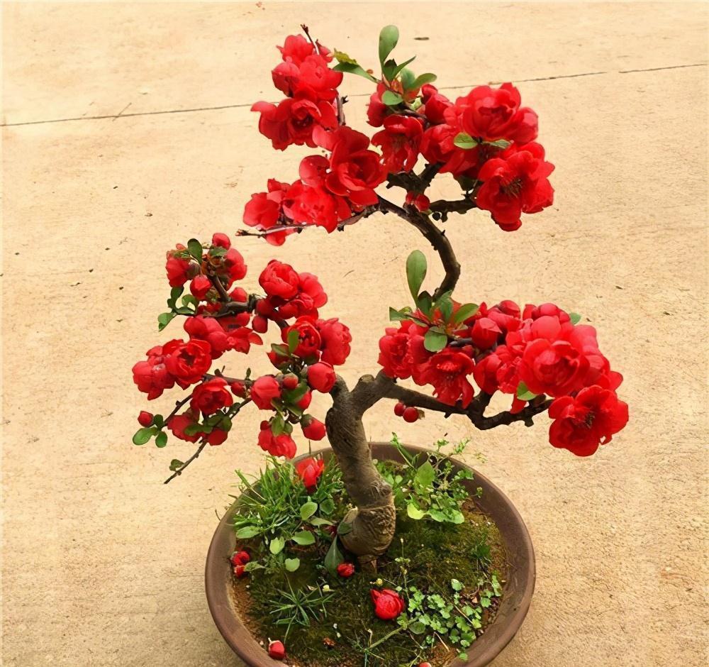 温差|天气温差变化大,就养这种花卉,耐寒又耐旱,只要浇点水就能活