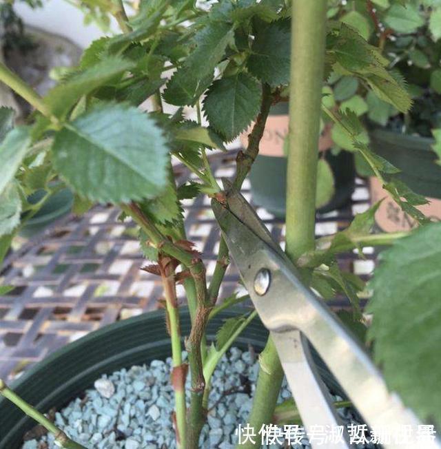月季花|月季有个“生长开关”,将它打开,花朵数量“多1倍”,要学