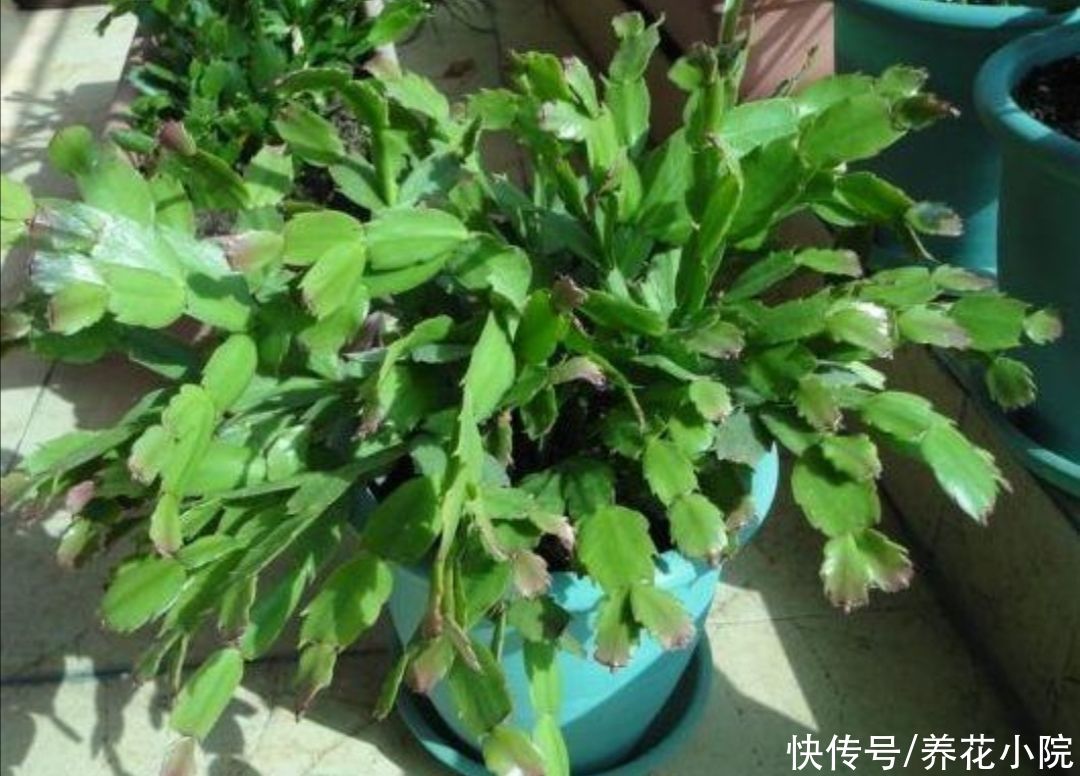 阳台上|家中养蟹爪兰，夏天有“3怕”，提前了解好，才能安全度夏