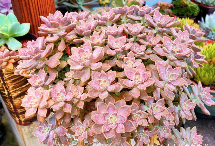 姬胧月|多肉姬胧月和阿伦培习性相近且一样的皮实,所以一起拼养没有障碍