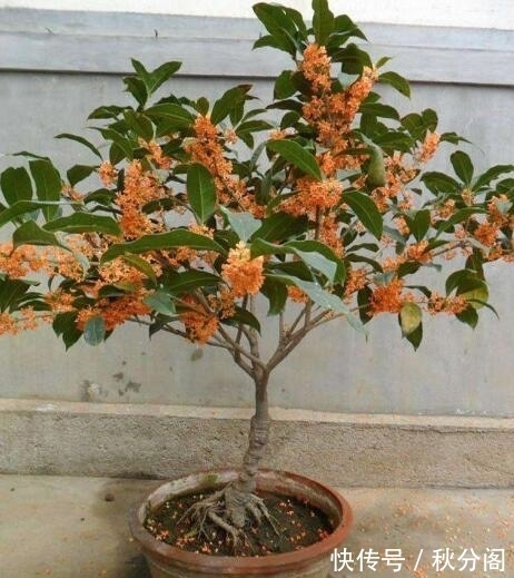 桂花盆景怎么养？教你“4法”，香味“飘香十里”，开花长满枝头