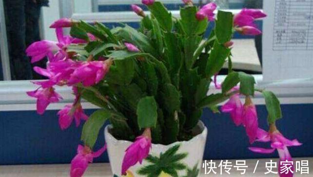 植物孕蕾期时,盆里加一把自制营养肥,开花多花色艳