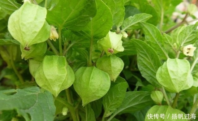 野草|提醒:在农村见到此野草,一定要带回家,好处很多,作用非常大