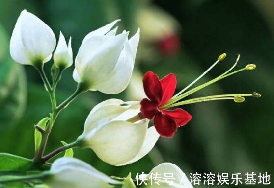 5款常见的菊花,放在阳台清新脱俗,不黄叶猛开花,造型妩媚,美