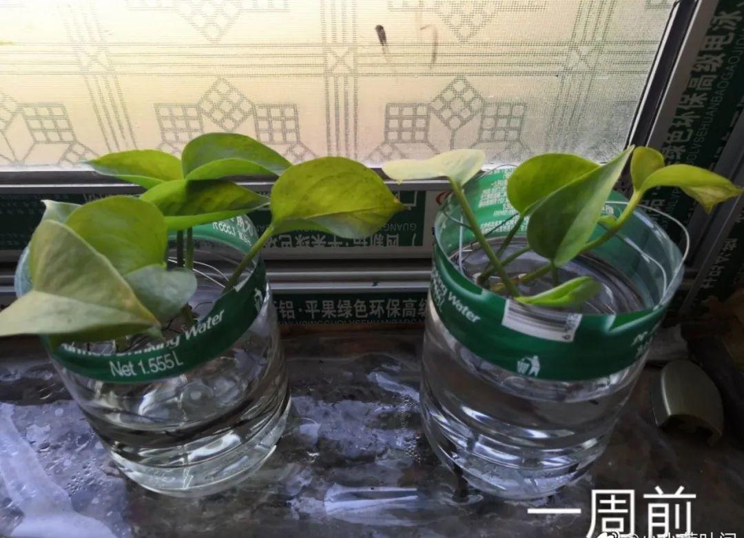 花盆里埋一捆电线,竟然再也不黄叶,花还蹭蹭开爆!
