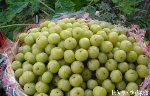 藏在身边的“止咳王”就是它,做法简单,止咳润肺,冬天不咳嗽