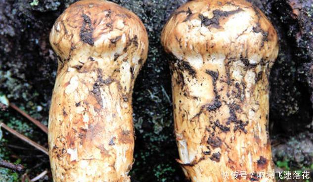 神户牛肉|日本有和牛肉,美国有蓝鳍金枪鱼,中国有啥顶级食材回答太服了