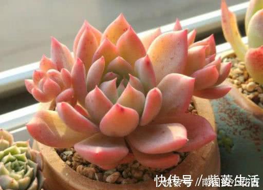 多肉容易摊大饼?教你几个小技巧,重新缀化,憋成群生肉墩子!